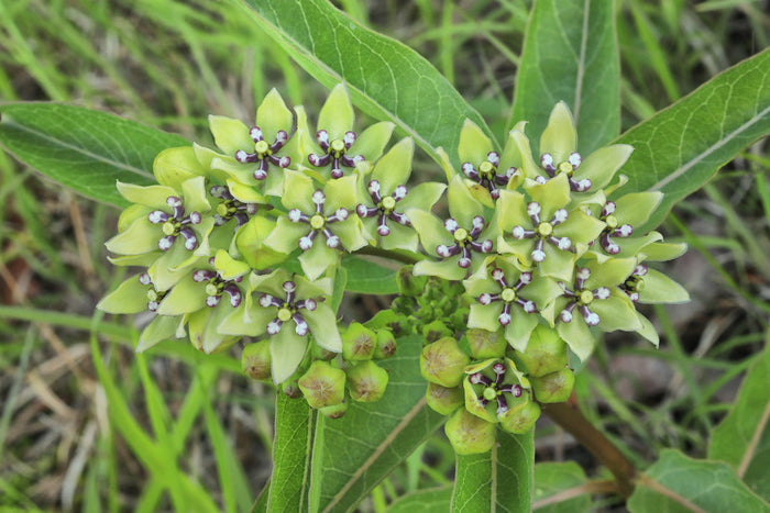 Green Milkweed   20 Seeds   Asclepias viridis