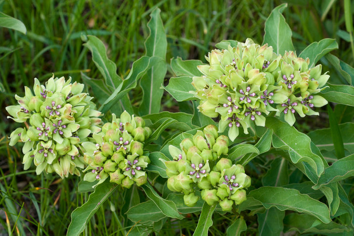 Green Milkweed   20 Seeds   Asclepias viridis