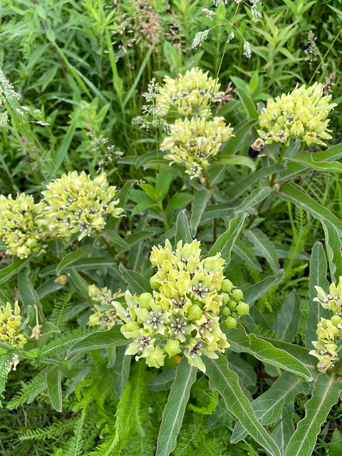Green Milkweed   20 Seeds   Asclepias viridis