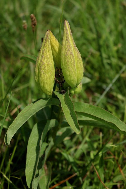 Green Milkweed   20 Seeds   Asclepias viridis