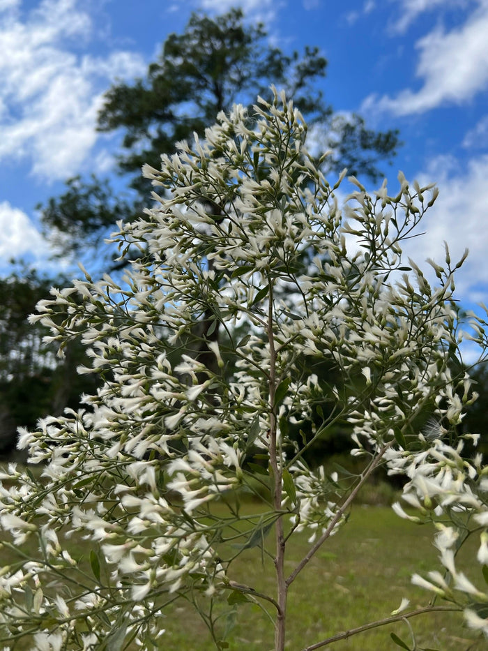 Groundsel Tree  Baccharis halimifolia  100 Seeds