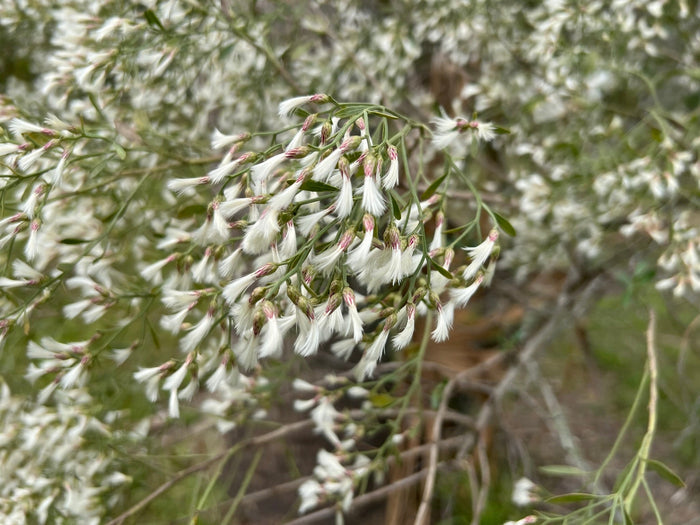 Groundsel Tree  Baccharis halimifolia  100 Seeds