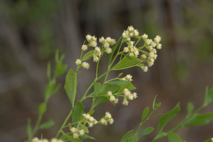 Groundsel Tree  Baccharis halimifolia  100 Seeds