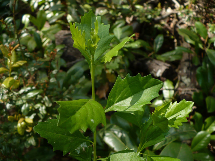Groundsel Tree  Baccharis halimifolia  100 Seeds