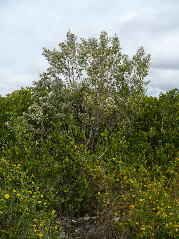 Groundsel Tree  Baccharis halimifolia  100 Seeds