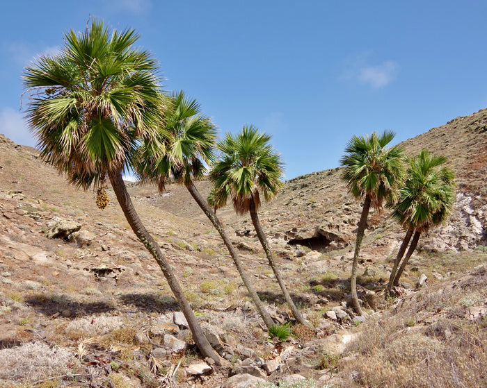 Guadalupe Palm   10 Seeds   Brahea edulis