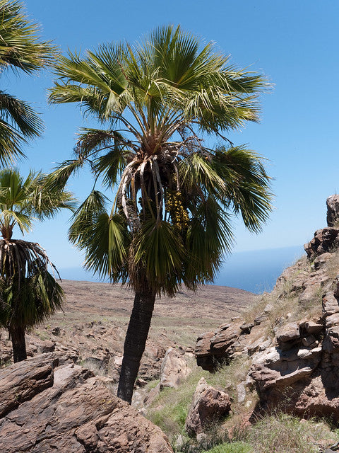 Guadalupe Palm   10 Seeds   Brahea edulis