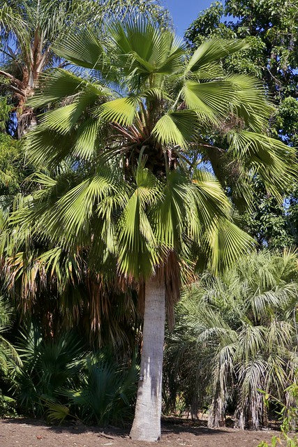Guadalupe Palm   10 Seeds   Brahea edulis