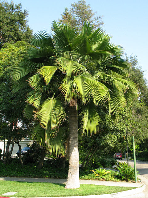 Guadalupe Palm   10 Seeds   Brahea edulis