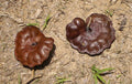 Guanacaste Enterolobium cyclocarpum 10 Seeds