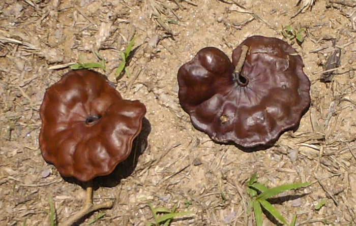 Guanacaste Enterolobium cyclocarpum 10 Seeds