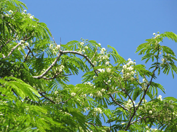 Guanacaste Enterolobium cyclocarpum 10 Seeds