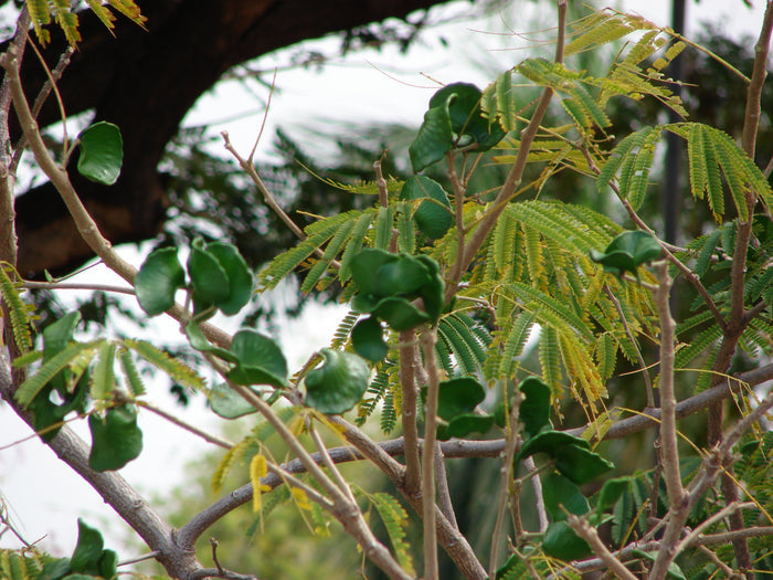Guanacaste Enterolobium cyclocarpum 10 Seeds
