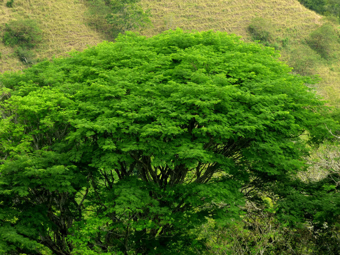 Guanacaste Enterolobium cyclocarpum 10 Seeds