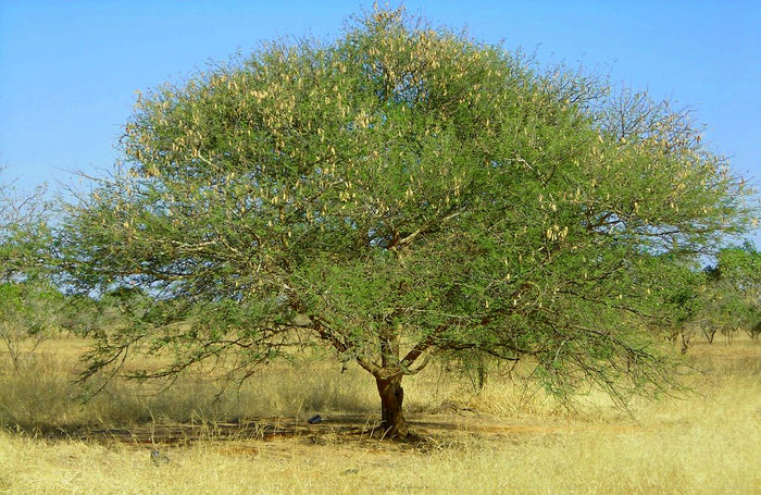 Gum Arabic Tree  20 Seeds  Acacia senegal