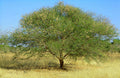 Gum Arabic Tree  20 Seeds  Acacia senegal