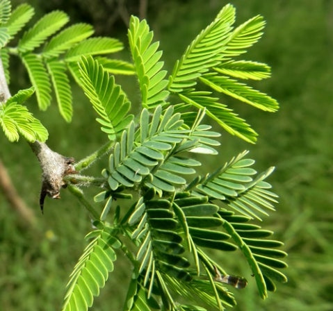 Gum Arabic Tree  20 Seeds  Acacia senegal