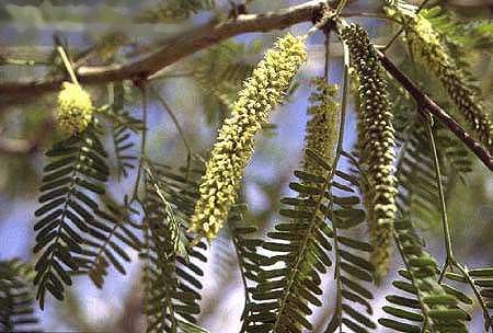Gum Arabic Tree  20 Seeds  Acacia senegal