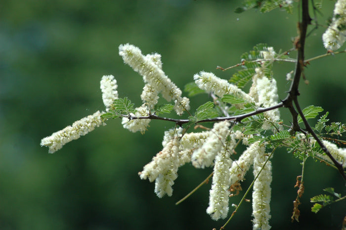 Gum Arabic Tree  20 Seeds  Acacia senegal