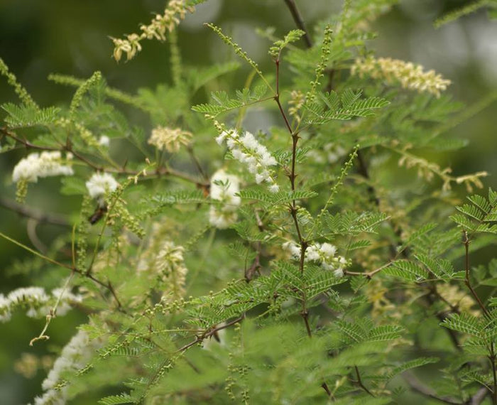 Gum Arabic Tree  20 Seeds  Acacia senegal