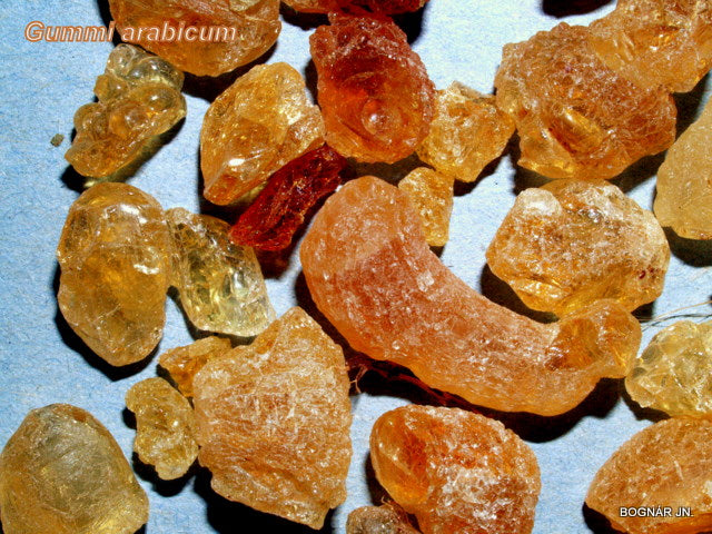 Gum Arabic Tree  20 Seeds  Acacia senegal