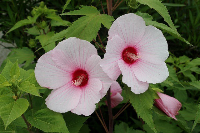 Halbertleaf Rosemallow  100 Seeds  Hibiscus laevis