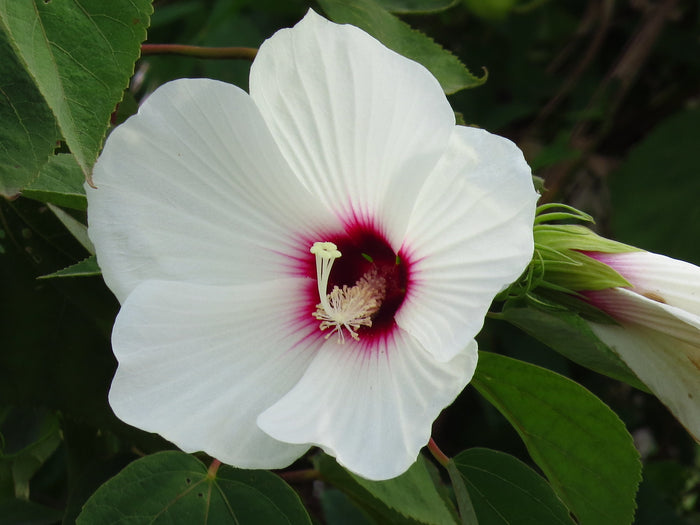Halbertleaf Rosemallow  100 Seeds  Hibiscus laevis