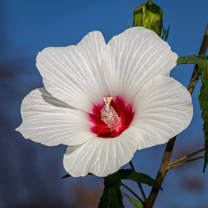Halbertleaf Rosemallow  100 Seeds  Hibiscus laevis