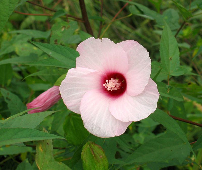 Halbertleaf Rosemallow  100 Seeds  Hibiscus laevis