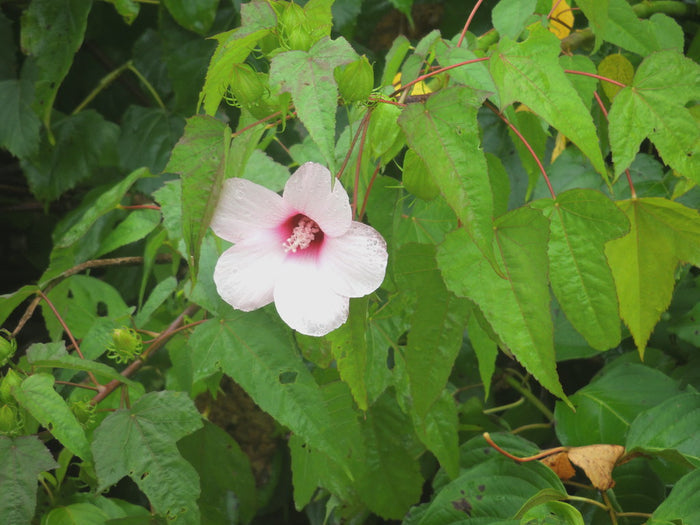 Halbertleaf Rosemallow  100 Seeds  Hibiscus laevis