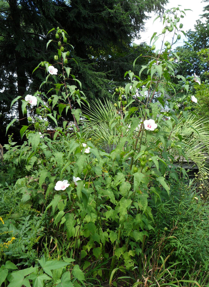 Halbertleaf Rosemallow  100 Seeds  Hibiscus laevis