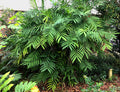 Hardy Bamboo Palm   5 Seeds   Chamaedorea microspadix