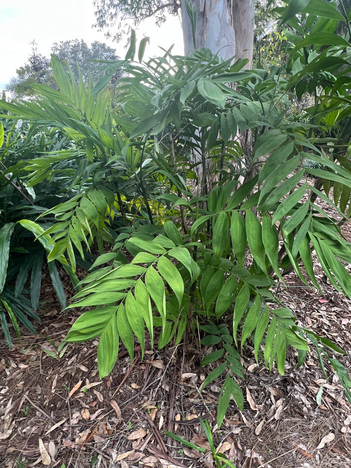 Hardy Bamboo Palm   5 Seeds   Chamaedorea microspadix