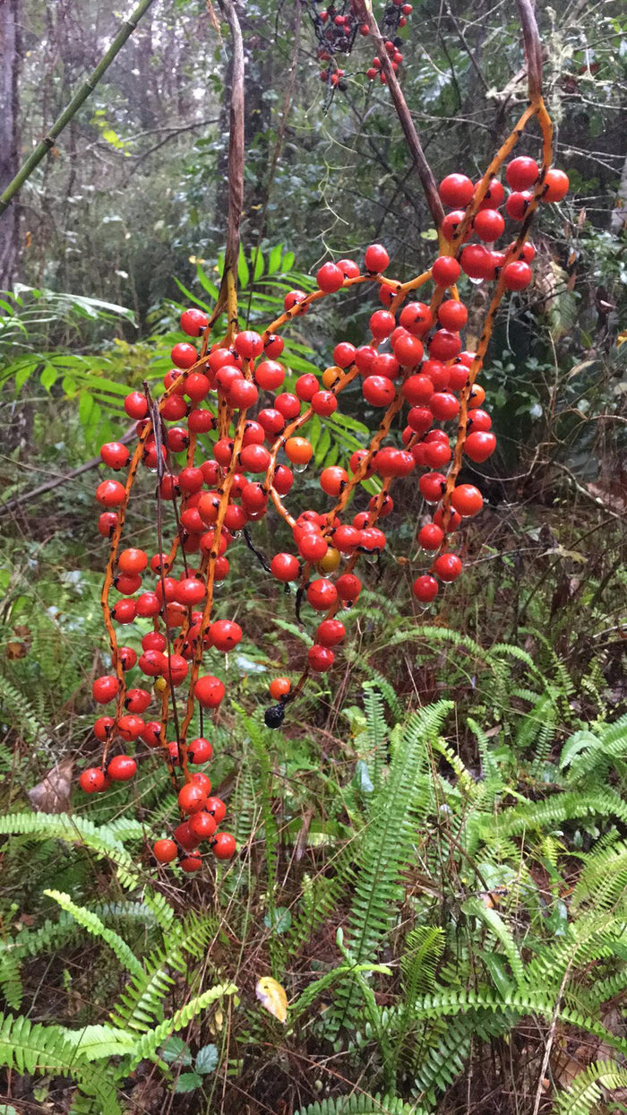 Hardy Bamboo Palm   5 Seeds   Chamaedorea microspadix