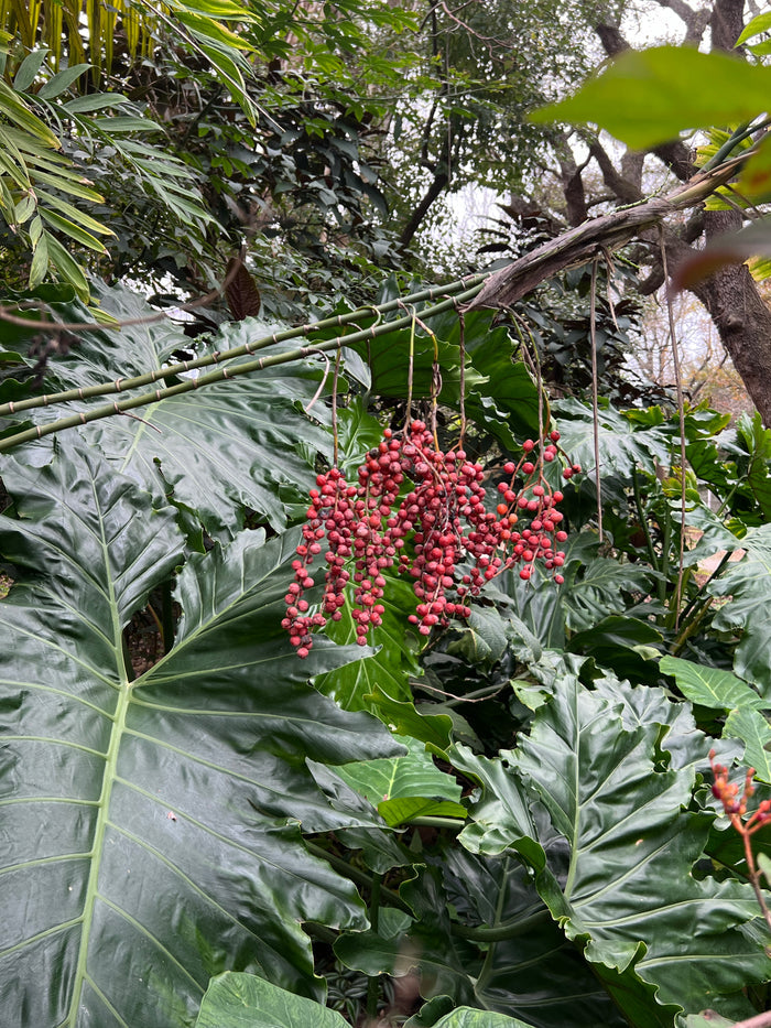 Hardy Bamboo Palm   5 Seeds   Chamaedorea microspadix