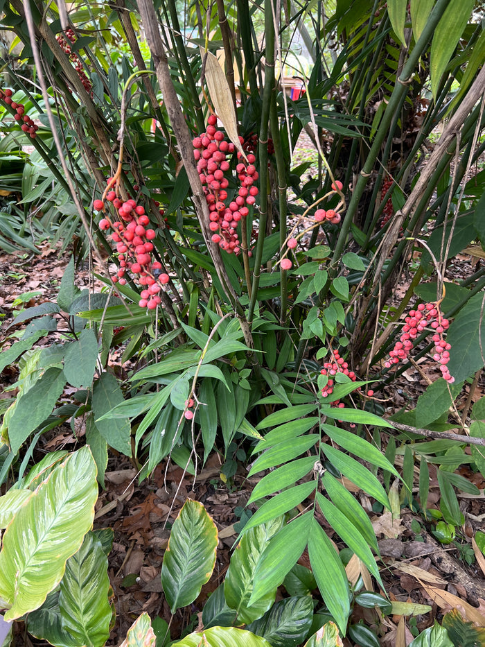 Hardy Bamboo Palm   5 Seeds   Chamaedorea microspadix