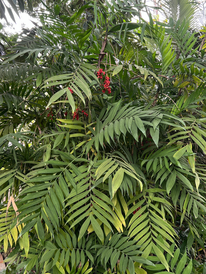 Hardy Bamboo Palm   5 Seeds   Chamaedorea microspadix