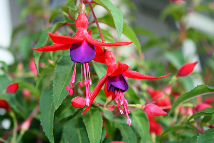 Hardy Fuchsia 10 Seeds Fuchsia magellanica