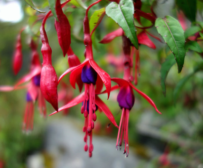 Hardy Fuchsia 10 Seeds Fuchsia magellanica