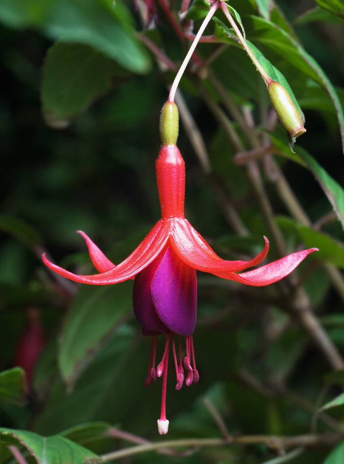 Hardy Fuchsia 10 Seeds Fuchsia magellanica