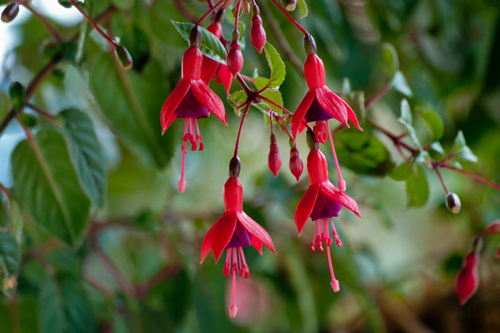 Hardy Fuchsia 10 Seeds Fuchsia magellanica