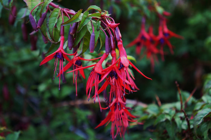 Hardy Fuchsia 10 Seeds Fuchsia magellanica