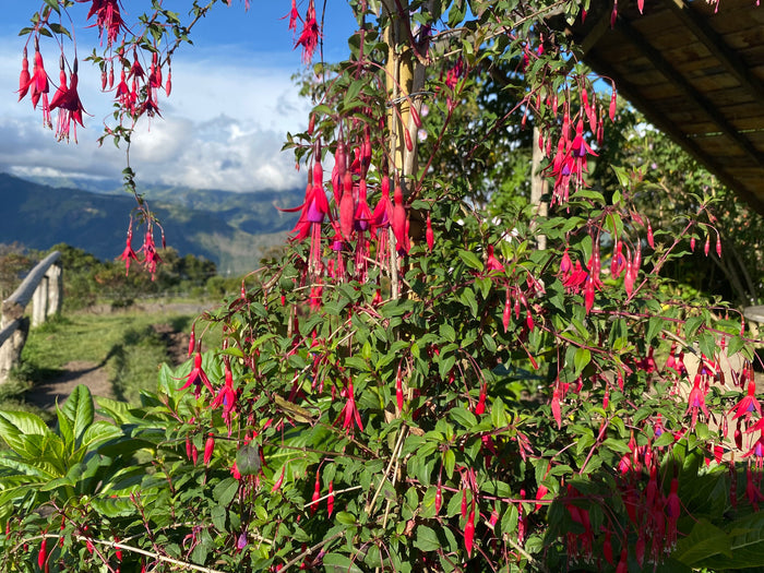 Hardy Fuchsia 10 Seeds Fuchsia magellanica