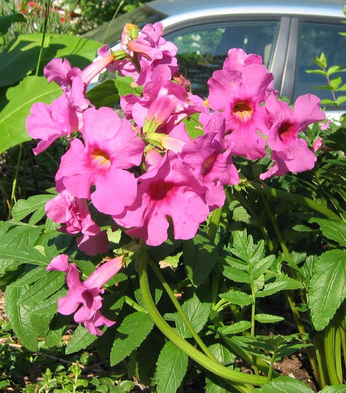 Hardy Gloxinia   10 Seeds   Incarvillea delavayi
