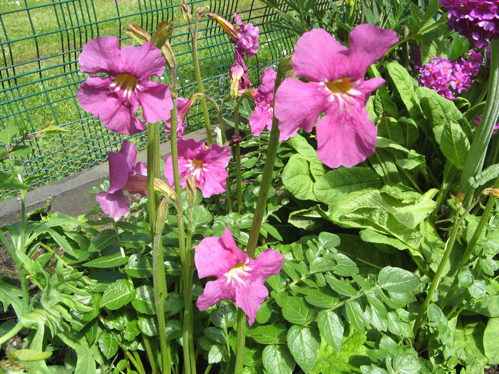 Hardy Gloxinia   10 Seeds   Incarvillea delavayi