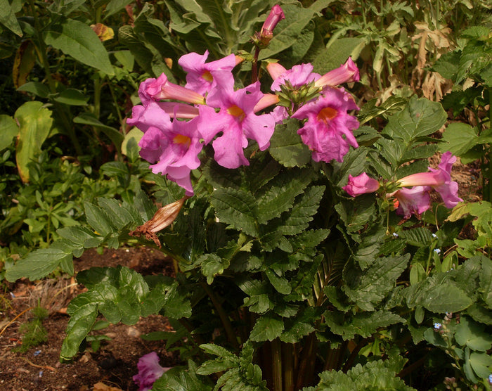 Hardy Gloxinia   10 Seeds   Incarvillea delavayi