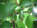 Hardy Kiwi  100 Seeds  Actinidia arguta