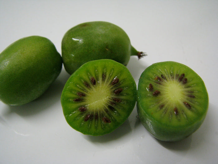 Hardy Kiwi  100 Seeds  Actinidia arguta