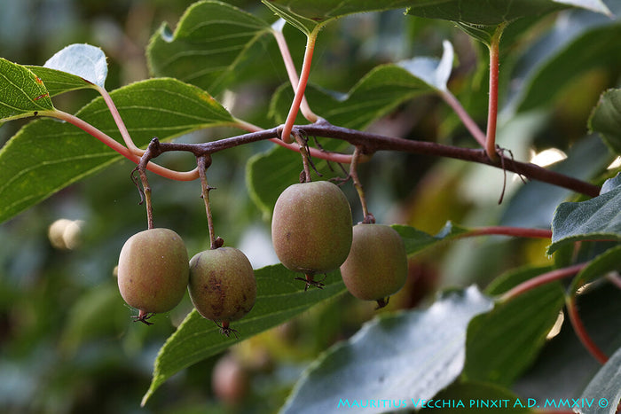Hardy Kiwi  100 Seeds  Actinidia arguta