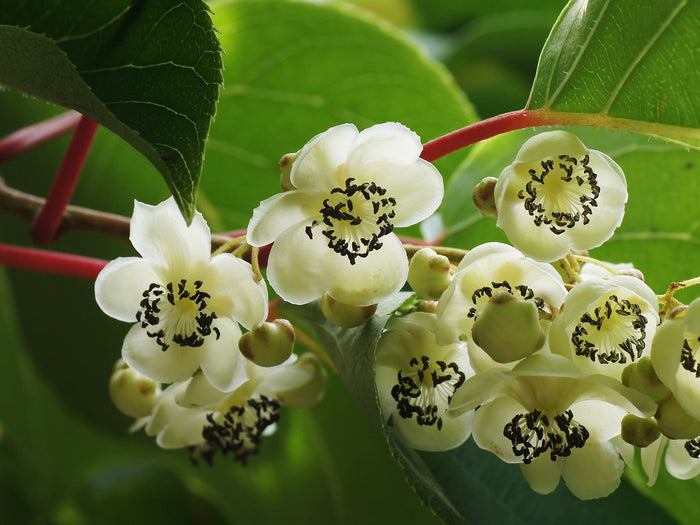 Hardy Kiwi  100 Seeds  Actinidia arguta